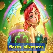 flores silvestres desbravadores desbravadores 25